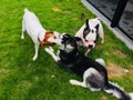 Hordes of dogs are playing on the grass Royalty Free Stock Photo
