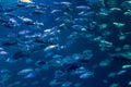 Hordes of fish in an aquarium