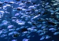 Hordes of fish in an aquarium