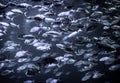 Hordes of fish in an aquarium