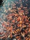 Hordes of fish in the pond are fighting over food