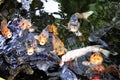 Hordes of heavy goldfish Royalty Free Stock Photo