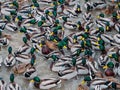 Hordes of hungry ducks on Lake Nizhny Kaban in Kazan. A fight between ducks for food.