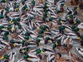 Hordes of hungry ducks on Lake Nizhny Kaban in Kazan. A fight between ducks for food.