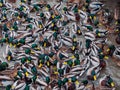 Hordes of hungry ducks on Lake Nizhny Kaban in Kazan. A fight between ducks for food.