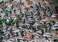 Hordes of hungry ducks on Lake Nizhny Kaban in Kazan. A fight between ducks for food.