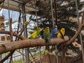 Hordes of parrot birds are perched on tree trunks in cages