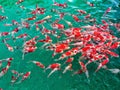 Hordes of red fish are fighting over food in the pond