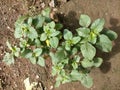 Hordes of spinach in the forest