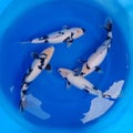 Hordes of white fish with black patterns swimming in a pond