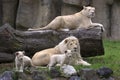 Hordes of white lions are sitting in a tree in a cage