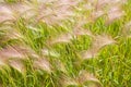 Hordeum jubatum Royalty Free Stock Photo