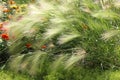 Hordeum jubatum. Bobtail, foxtail, squirreltail or intermediate barley. Royalty Free Stock Photo