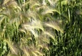 Hordeum Jubatum Of Foxtail Barley