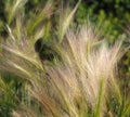 Hordeum Jubatum Of Foxtail Barley Royalty Free Stock Photo