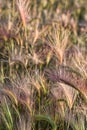 Hordeum jubatum or Foxtails as they are commonly called in the evening sun Royalty Free Stock Photo