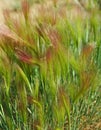 Hordeum jubatum Royalty Free Stock Photo