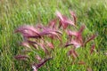 Hordeum jubatum