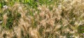 Hordeum murinum aka wall barley or false barley grass plant
