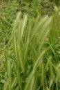 Hordeum murinum aka wall barley or false barley grass plant