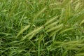 Hordeum murinum aka wall barley or false barley grass plant