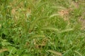 Hordeum murinum aka wall barley or false barley grass plant
