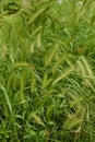 Hordeum murinum aka wall barley or false barley grass plant