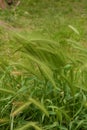 Hordeum murinum aka wall barley or false barley grass plant