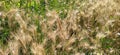 Hordeum murinum aka wall barley or false barley grass plant