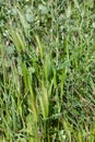 Hordeum murinum, also known as wall barley or false barley grass plant