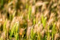Hordeum murinum, False Barley background, selective focus