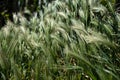 Hordeum Murinum, false, wall barley, green grass background