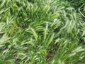 hordeum murinum grass plant Royalty Free Stock Photo