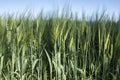 Hordeum vulgare field, barley cereal grain Royalty Free Stock Photo