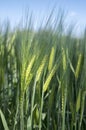 Hordeum vulgare field, barley cereal grain Royalty Free Stock Photo