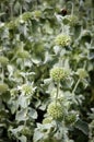 Horehound Royalty Free Stock Photo