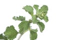 Horehound herb Royalty Free Stock Photo