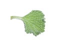Horehound herb leaf Royalty Free Stock Photo