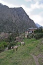 Horese with farm on the Inca Trail to Machu Picchu. A awesome hi Royalty Free Stock Photo