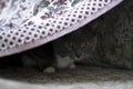 Coward cat hidden in secret space