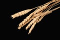Horisontal PSD stems of wheat isolated on black