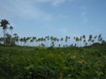 Horizon of Coconut Palm Trees On the Background of Blue Skies Royalty Free Stock Photo