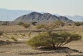 Hatta mountain and trees