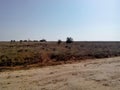 Horizon sandy desert on the edge of the steppe steppe grass kovil blue sky