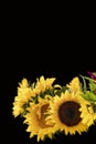 Horizonal black background with vibrant beautiful sunflowers in lower left - room for text