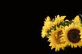 Horizonal black background with vibrant beautiful sunflowers in lower left - room for text