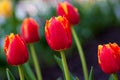 Horizontal Abstract background. Beautiful red tulips. Flowerbackground, gardenflowers. Garden flowers Royalty Free Stock Photo