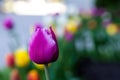 Horizontal Abstract background. Closeup Beautiful purple tulips. Flowerbackground, gardenflowers. Garden flowers