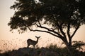 An african silhouette scene Royalty Free Stock Photo