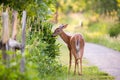 Young female white-tailed deer standing in park with face in profile eating foliage Royalty Free Stock Photo